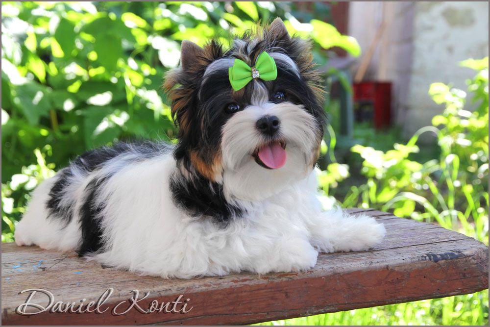 Daniel Conti Enrico JUNIOR CHAMPION OF RUSSIA – JUNIOR CHAMPION OF RKF – Excellent JCAC – Best male – Best junior – Best of breed